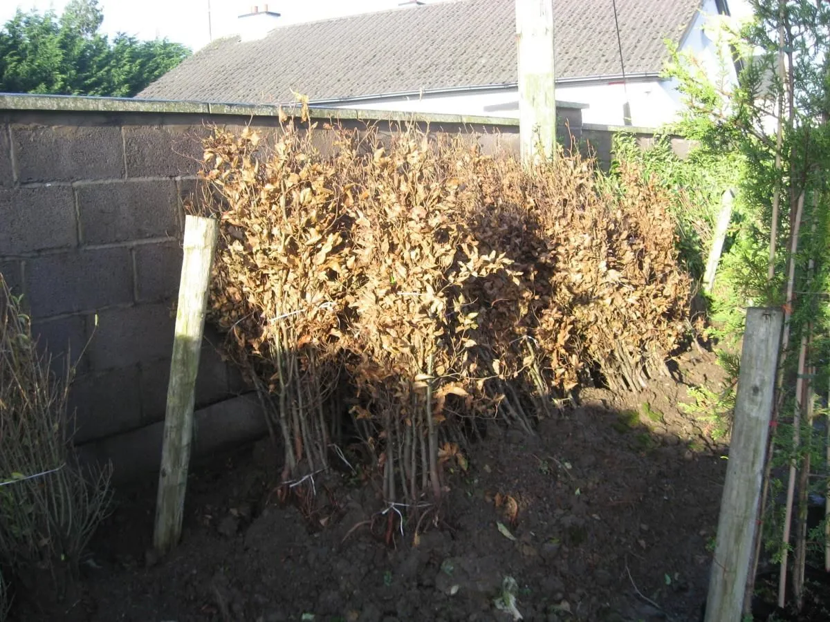 Business 1 image ARTHUR'S NURSERIES