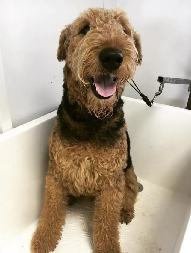 Business 2 image THE GROOMING COMPANY