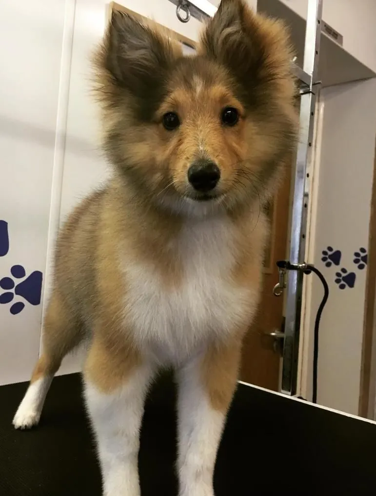 Business 4 image THE GROOMING COMPANY