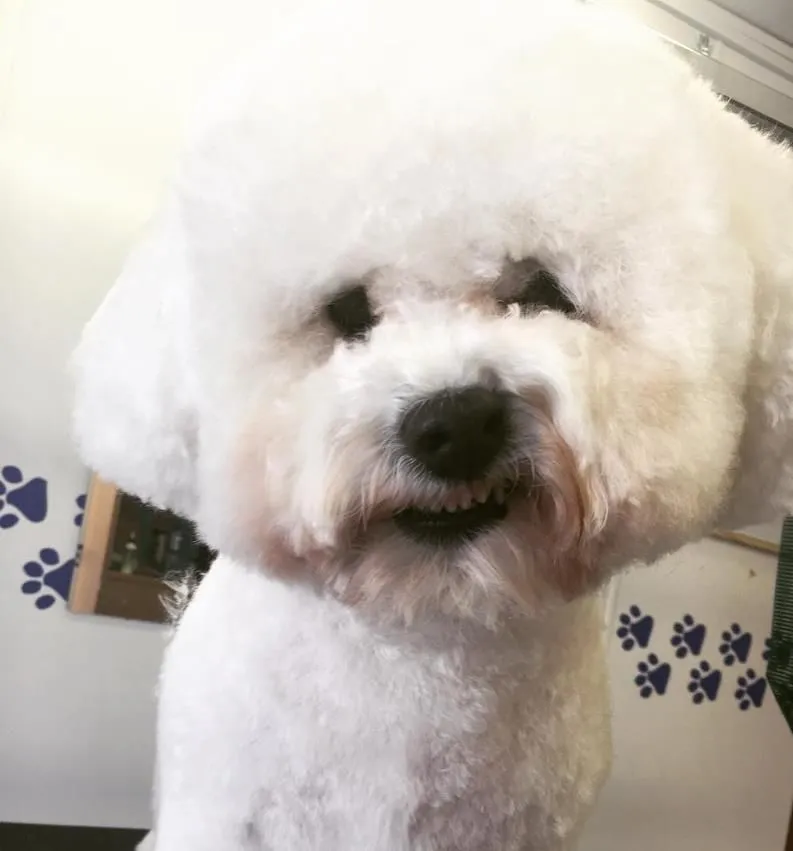 Business 5 image THE GROOMING COMPANY