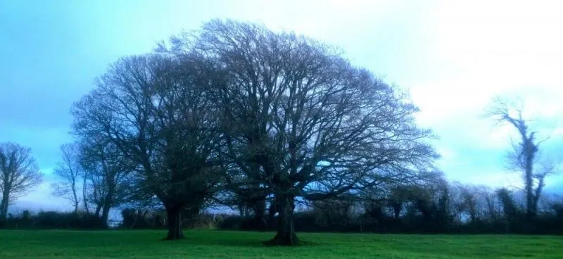 Business 3 image D & J TREE SERVICES