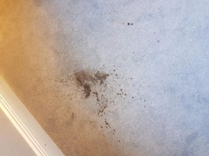 Business 14 image ACE CARPET CLEANING DUBLIN
