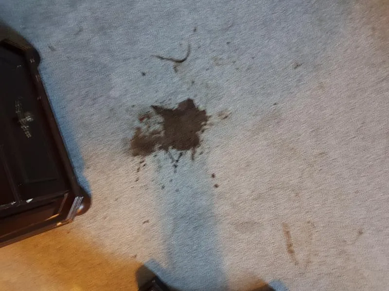 Business 15 image ACE CARPET CLEANING DUBLIN