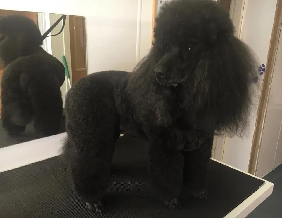 Business 3 image THE GROOMING COMPANY